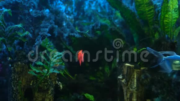 水下生活多种植物和氧气泡4K镜头的水族箱中五颜六色的鱼视频的预览图