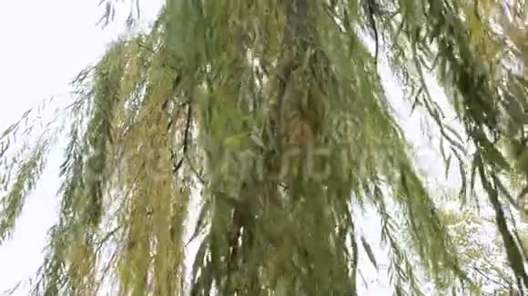 大柳树视频的预览图