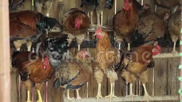 小型家庭农场的公鸡视频的预览图