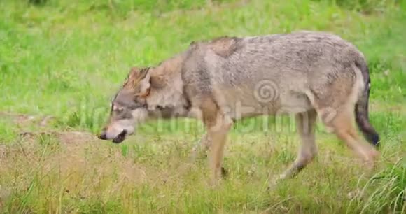 狼在森林里野外吃肉视频的预览图