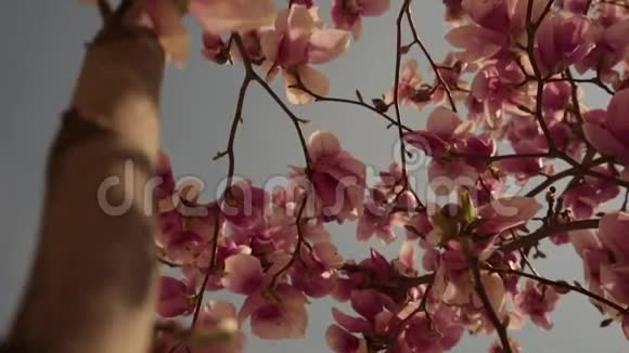 春天的粉红色花朵正在绽放视频的预览图