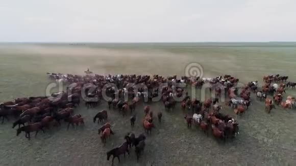 大马群驰骋在草原和牛仔的空中景色视频的预览图