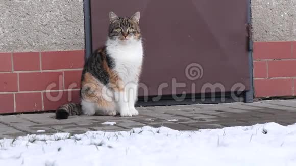 坐在雪园后人行道上的家猫真诚而不知疲倦的样子费利斯卡特斯的家庭生活视频的预览图