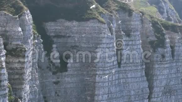 岩石悬崖和绿色草地与翱翔的海鸥行动近山陡坡的飞鸟视频的预览图