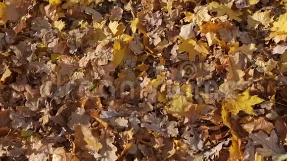 秋天公园慢动作的彩色树叶覆盖地面视频的预览图