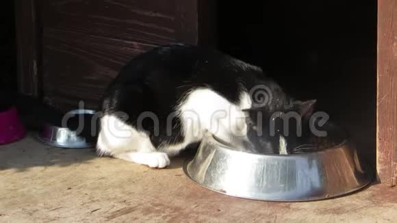 黑白猫尽情地吃着视频的预览图