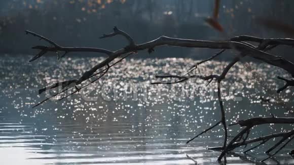 干燥的树枝在背景上闪闪发光的湖中鸭子美丽的秋天视频的预览图