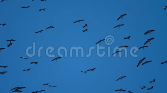 在蓝天上的亚洲开放鸟群视频的预览图