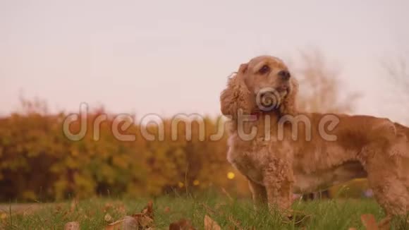 在秋天的公园里站在黄色树叶背景下的傍晚草坪上的鸽子野鸡犬视频的预览图