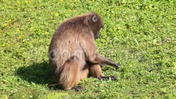猴子在草地上吃东西视频的预览图
