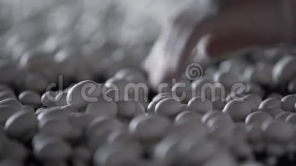 农夫采蘑菇香碧桂农生产农场一排排的床山羊生长的蘑菇现代农业视频的预览图