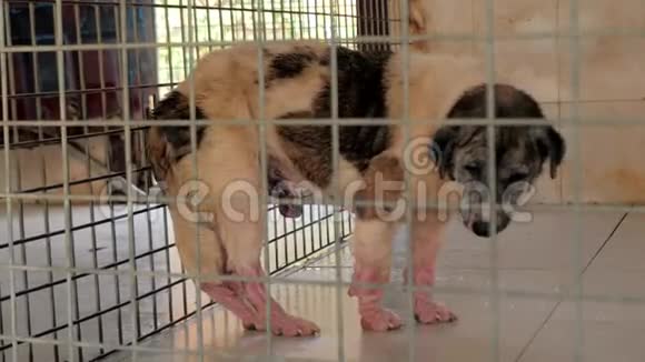 可怜的狗在狗舍的笔里狗在收容所或动物托儿所动物避难所概念视频的预览图