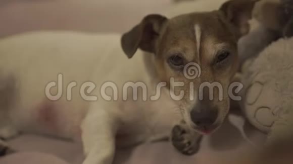 美丽的棕色和白色小狗躺在床上近景视频的预览图