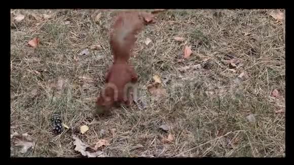 好奇的松鼠在找坚果视频的预览图