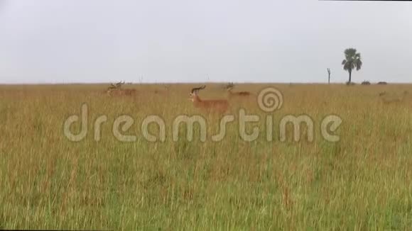 草原上的凤仙花视频的预览图