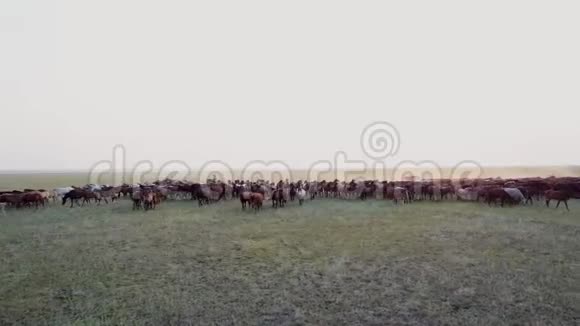 日落时在草原上驰骋的牧马群鸟瞰视频的预览图