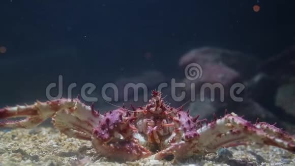水族馆底部的大螃蟹视频的预览图