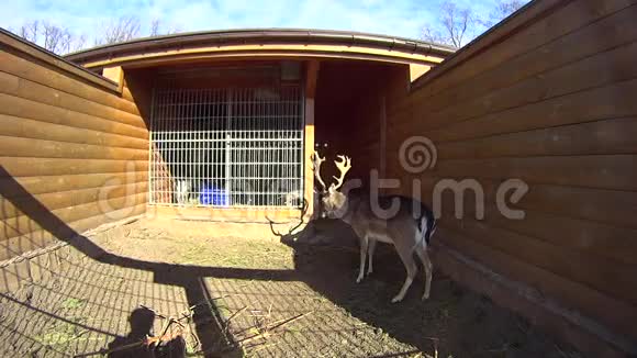 动物园里的鹿视频的预览图