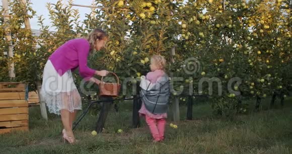 年轻的母亲和她的小女儿正在把苹果放进篮子里4K视频的预览图