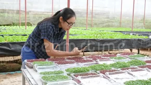 亚洲女性园丁在温室工作与智能手机检查包装整齐的植物幼苗出售前视频的预览图