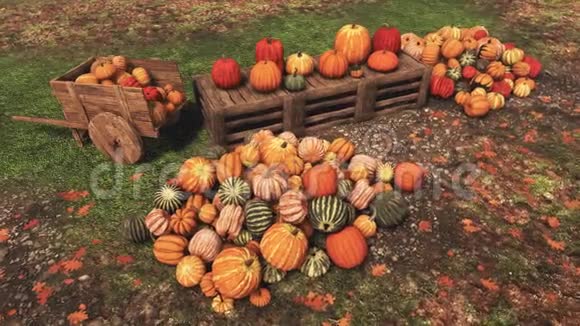 秋季出售的秋季南瓜农民市场视频的预览图