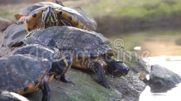 坎伯兰滑头海龟巢穴的特写镜头来自美国的受欢迎的沼泽龟视频的预览图