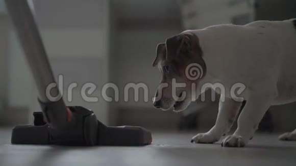 有趣的棕色和白色小狗吠在吸尘器特写视频的预览图