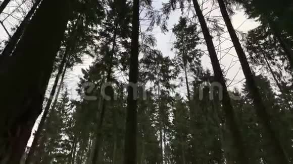 镜头漫步在冬林中高大的杉树之间一看杉树的树冠万向节安定运动视频的预览图