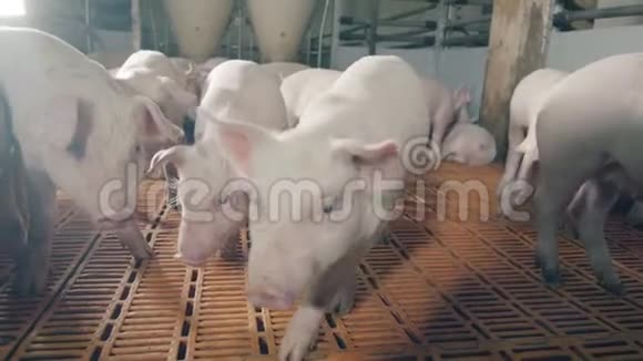 靠近一只年轻的农场猪嗅着相机现代养猪场有很多猪视频的预览图