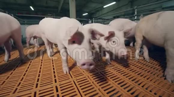小猪正在猪圈院子里徜徉视频的预览图