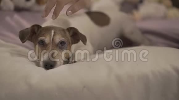 手嫩美甲抚狗的女人视频的预览图