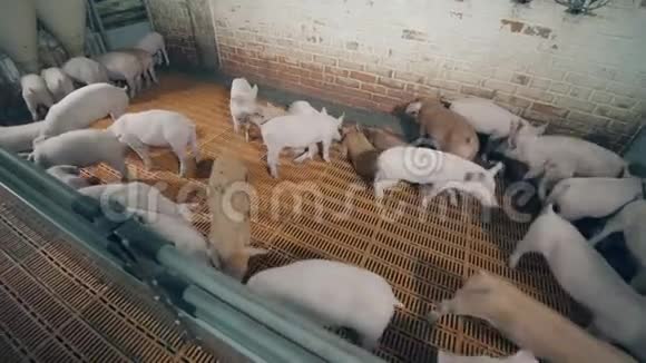 不同颜色的猪在猪场内走动视频的预览图