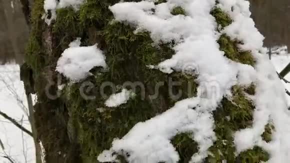 森林里的一棵树长满了苔藓覆盖着雪惊涛骇浪万向节安定运动俄罗斯视频的预览图