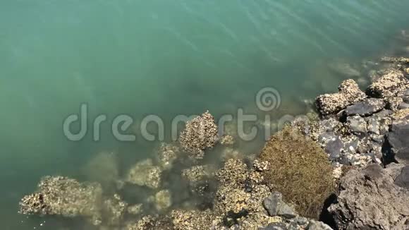 绿色海水轻轻地流过覆盖在贝壳上的岩石视频的预览图
