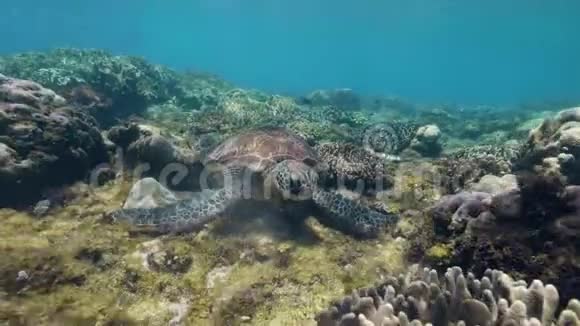 海龟正在吃东西呆在海底视频的预览图