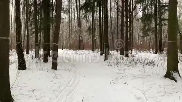 在冬林中缓慢360旋转俄罗斯的冬天当我们走在童话故事里或经过童话故事时万向节的稳定运动视频的预览图