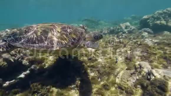 海龟游泳在海底的珊瑚礁中寻找食物视频的预览图