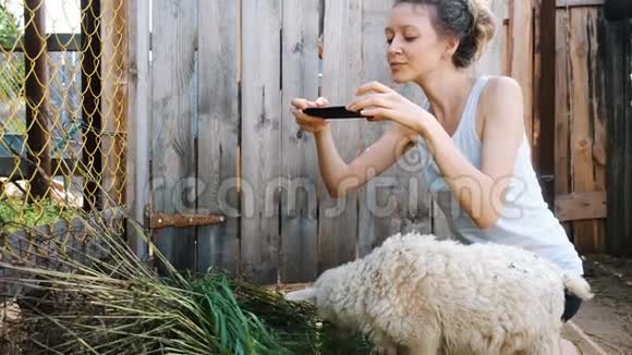 夏天一个女孩用智能手机在农场的钢笔里给一只羊拍照小羊嚼草视频的预览图