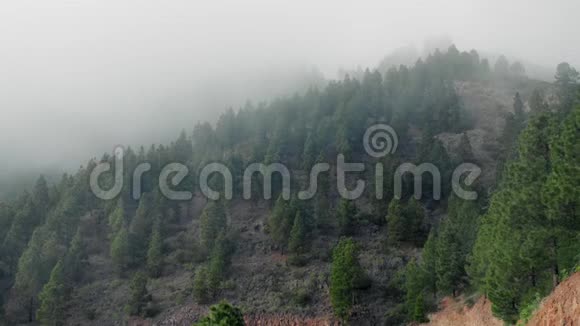 森林的山坡在低矮的云层中常绿针叶树笼罩在薄雾中在风景秀丽的景观中视频的预览图