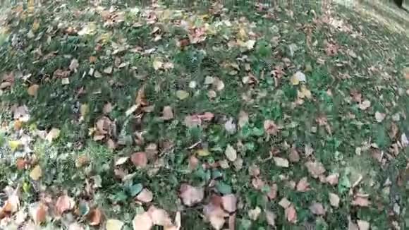 秋天的树叶覆盖视频的预览图