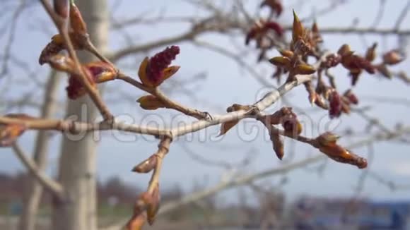 新的红色柳絮从粘稠的杨树芽上随风飘动在蓝天上视频的预览图