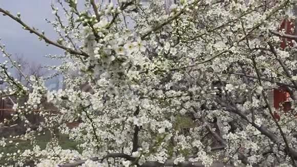 开花的樱花梅视频的预览图