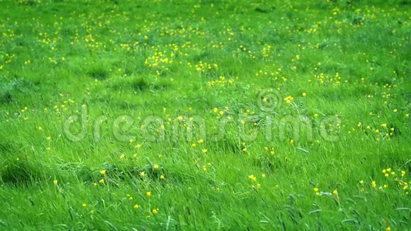 太阳下黄花的草甸视频的预览图