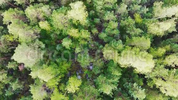 高空俯瞰飞越松树林视频的预览图
