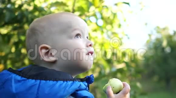 近距离拍摄幼儿穿着蓝色夹克穿过苹果园吃了一个绿色的苹果快乐儿童视频的预览图