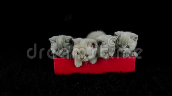 一只红色盒子黑色背景的英国小猫视频的预览图