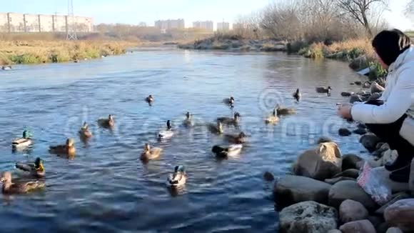 冬天女人在公园里喂野鸭美丽的河流景观视频的预览图
