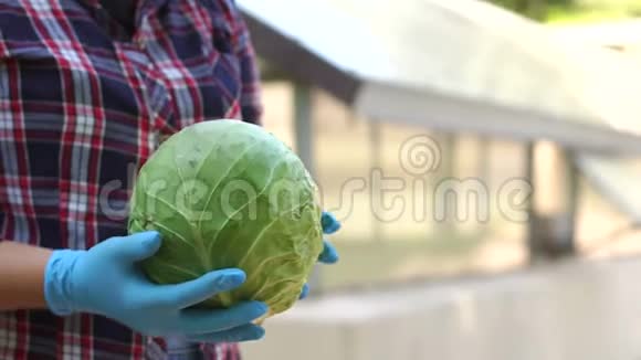 一位戴着蓝手套的女农民在温室里抱着新鲜的卷心菜视频的预览图