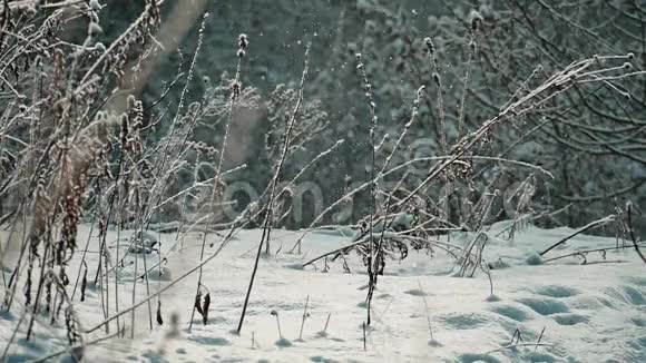 林间的林间空地上长满了干枯的野草下面慢慢飘落雪花在阳光下闪闪发光视频的预览图