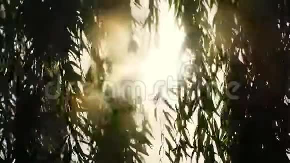 夕阳穿过垂柳的枝条垂柳在风中发展美丽的大自然慢动作视频的预览图